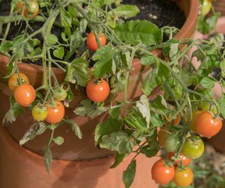 tomato Tumbler plant in terracotta pot with ripening fruits