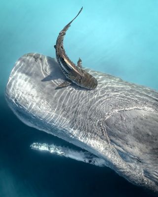 A tiger shark cleaning a sperm whale