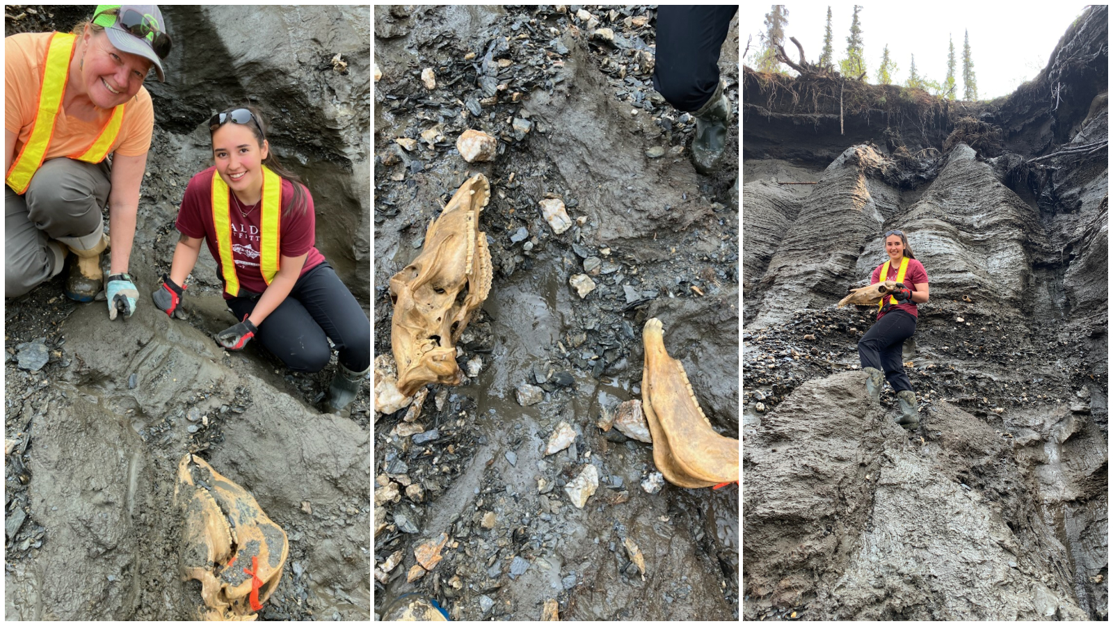 Three images showing a fossil horse skull. On the left, we see two researchers posing with the skull. In the middle are the separated cranium and mandible, and on the right we see a researcher holding up the skull.