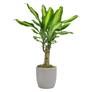 A live dracaena fragrans corn plant in a light gray planter