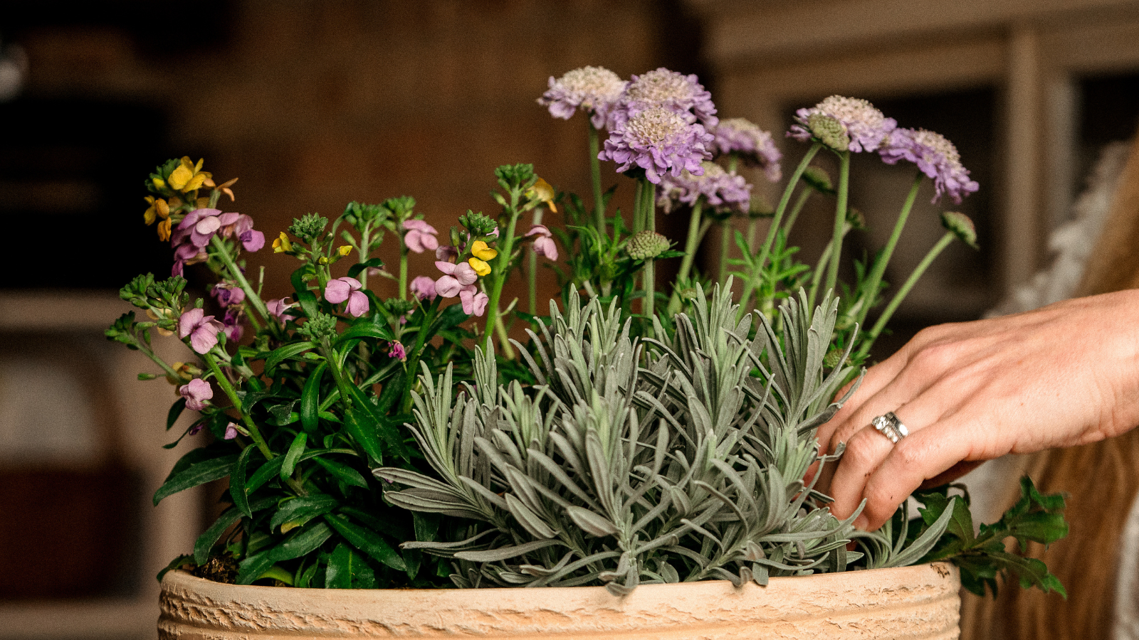 pot with lavender, scabious and wallflower