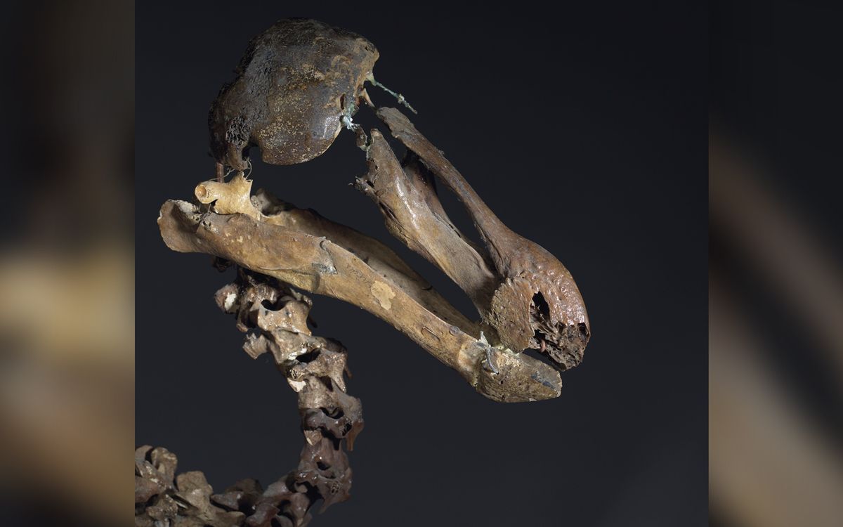 Rare Dodo Skeleton May Fetch Over 700k At Auction Live Science