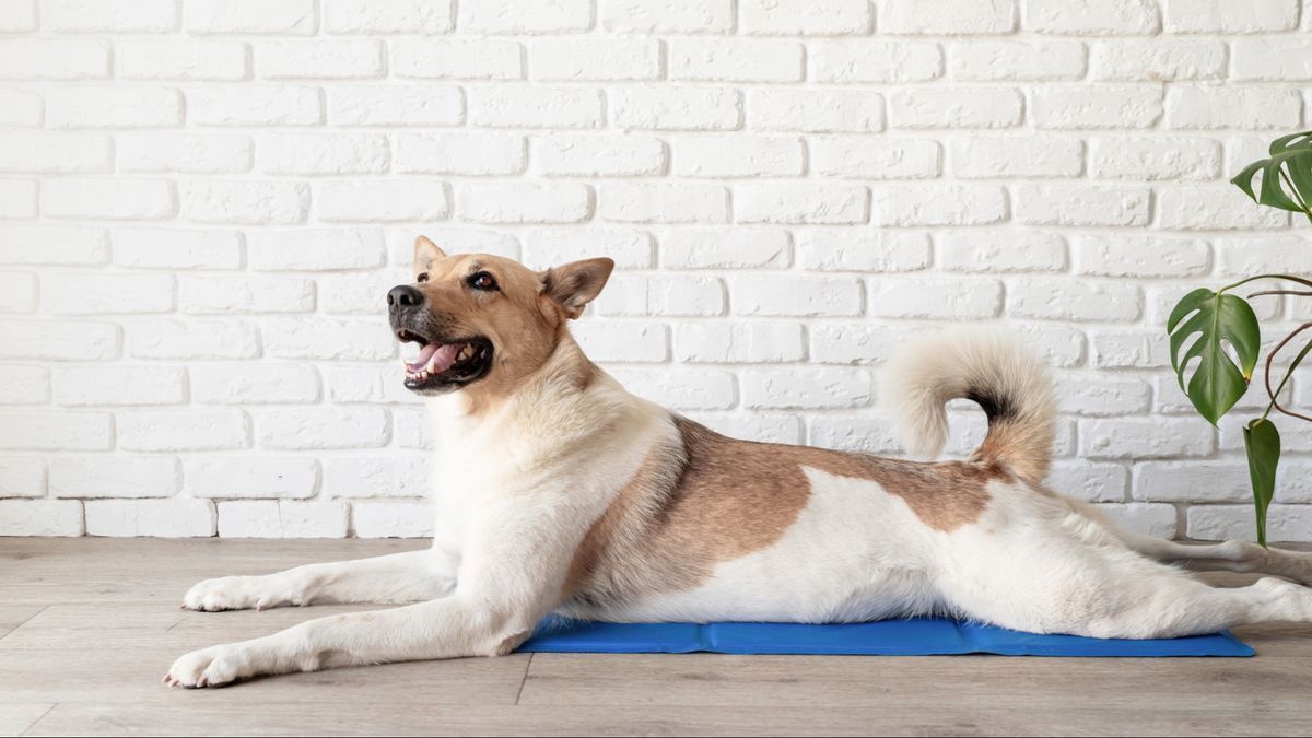 Cute mixed breed dog lying on cool mat looking up on white brick wall background.