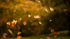 Colorful autumn leaves falling from trees with gusts of wind