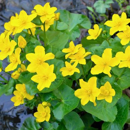 Yellow marsh marigold flowers