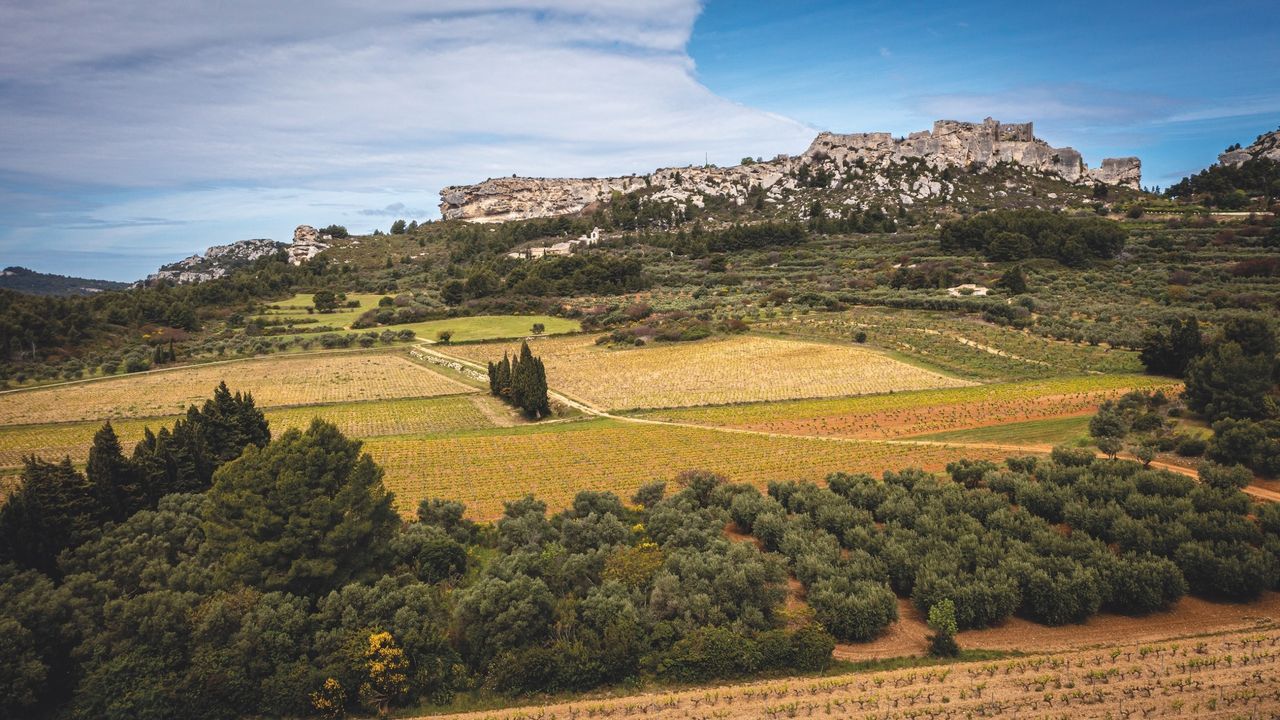 Forgotten France: The Provençal vineyards that inspired Van Gogh