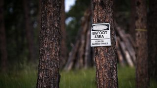 More than 10,000 reports describe forest sightings in the continental U.S. of an unknown apelike creature that is frequently referred to as "Bigfoot."