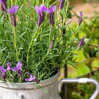 lavender in metal pot