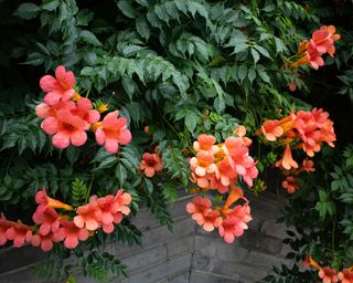 best plants for garden walls trumpet vine