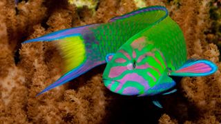 Moon wrasse