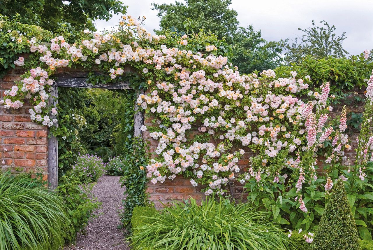 Rose garden ideas Phyllis Bide rose on wall David Austin 