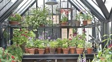 Lots of plants in pots in modern-style greenhouse