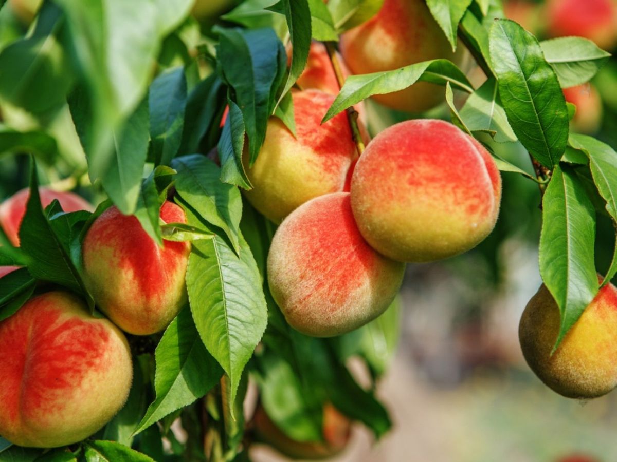 Peach Tree Fertilizer How To Fertilize Peach Trees Gardening Know How