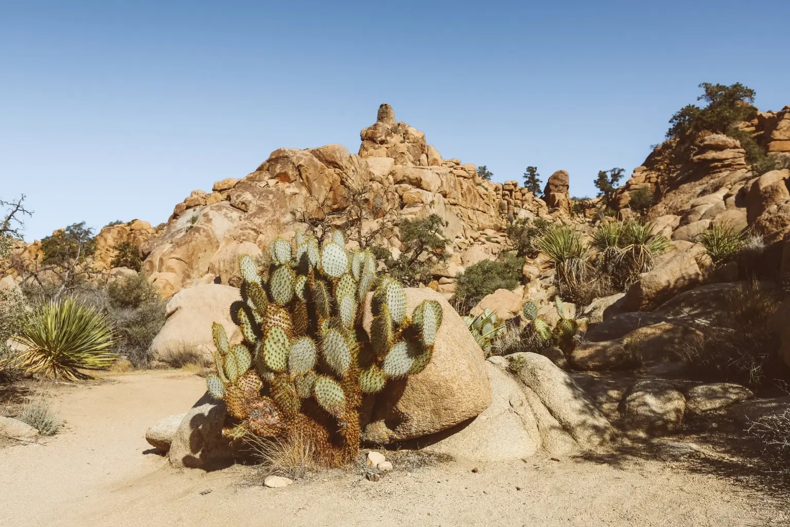 The Joshua Tree House