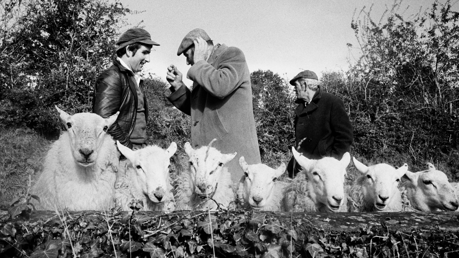 Three men in flat caps and heavy coats stand behind a low stone wall, appearing to examine or converse over a row of fluffy white sheep.