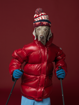 Williams Wegman, Ski Patrol, 2017