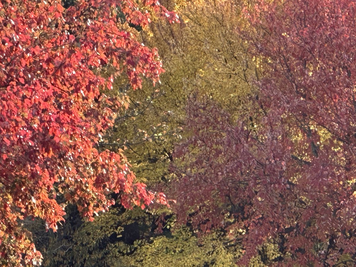 iphone 14 pro zoom tree 15x