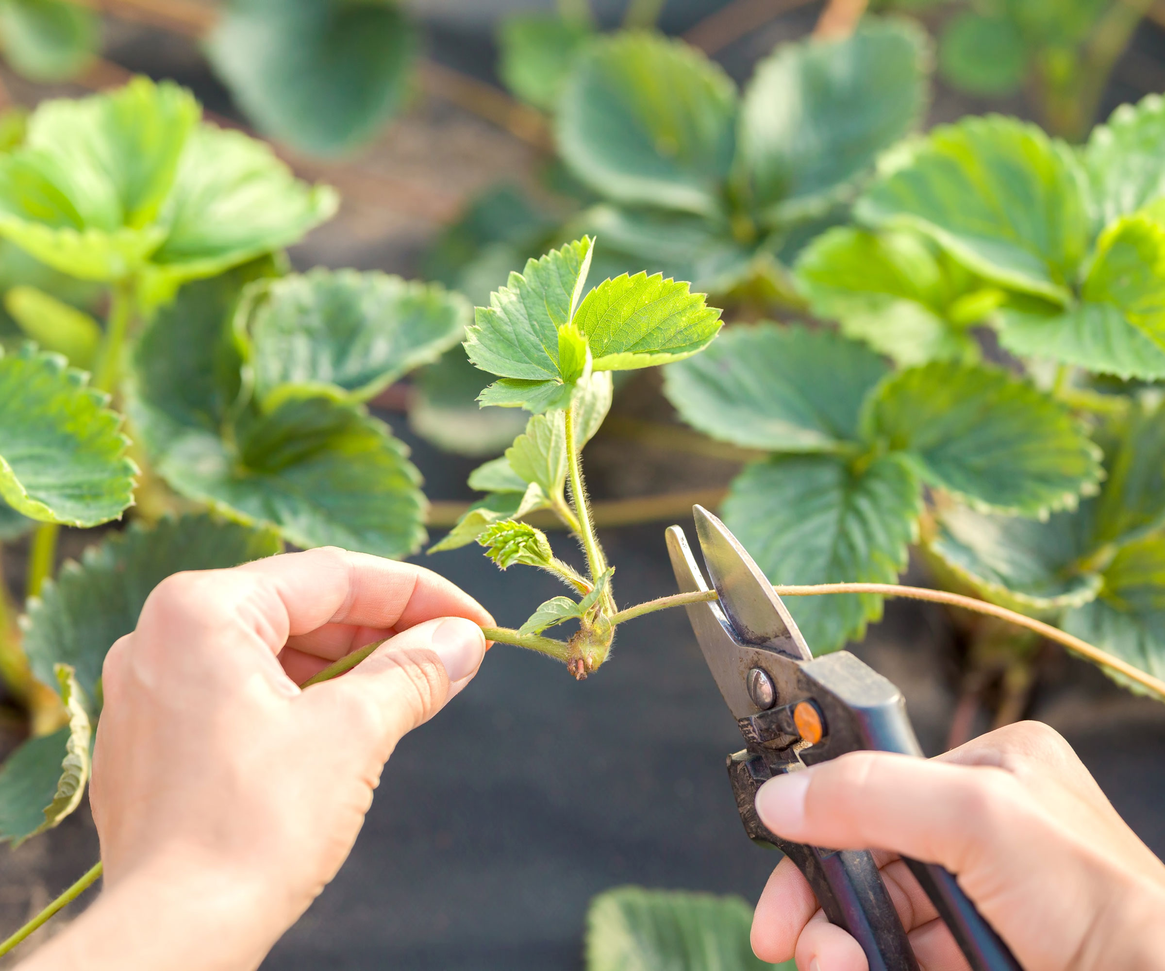 propagation strawberry plants by runners