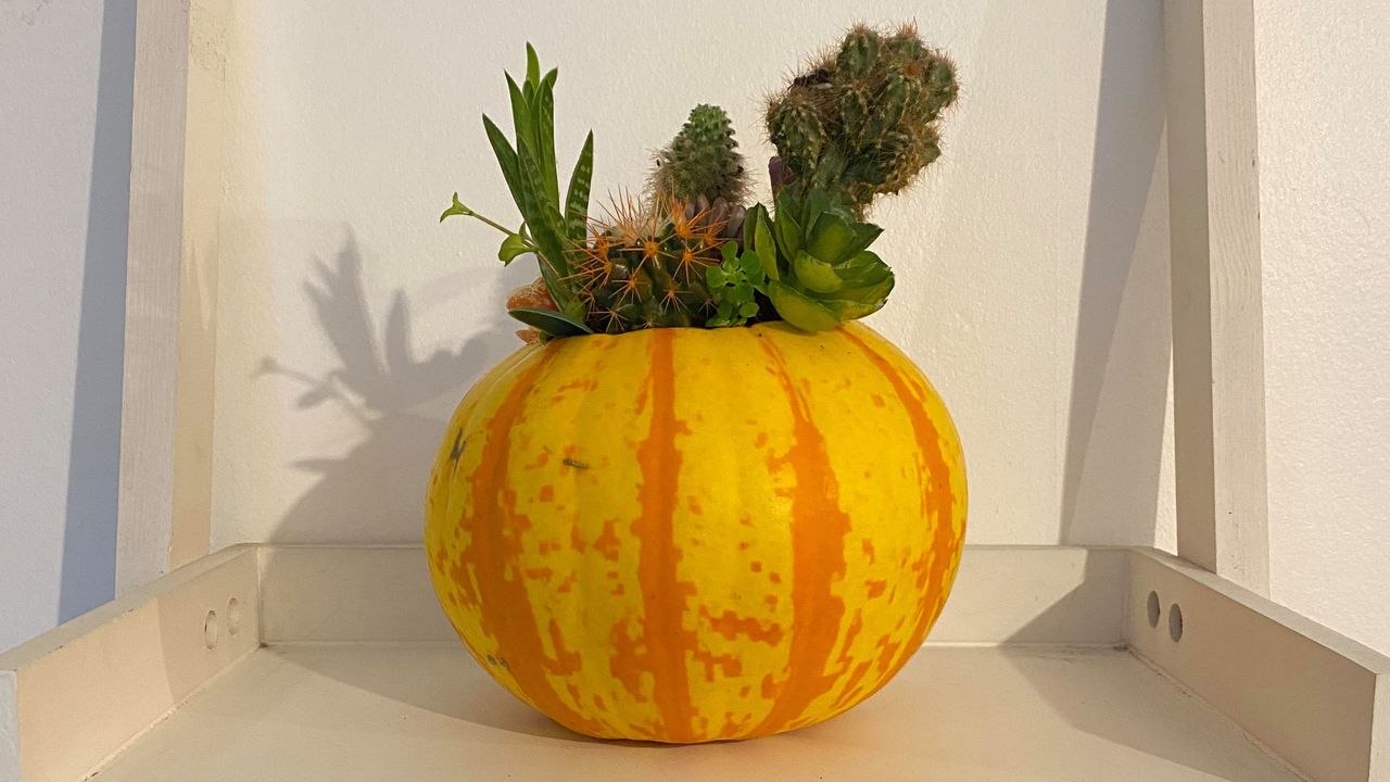 Pumpkin planters: pumpkin with succulents inside on shelf 