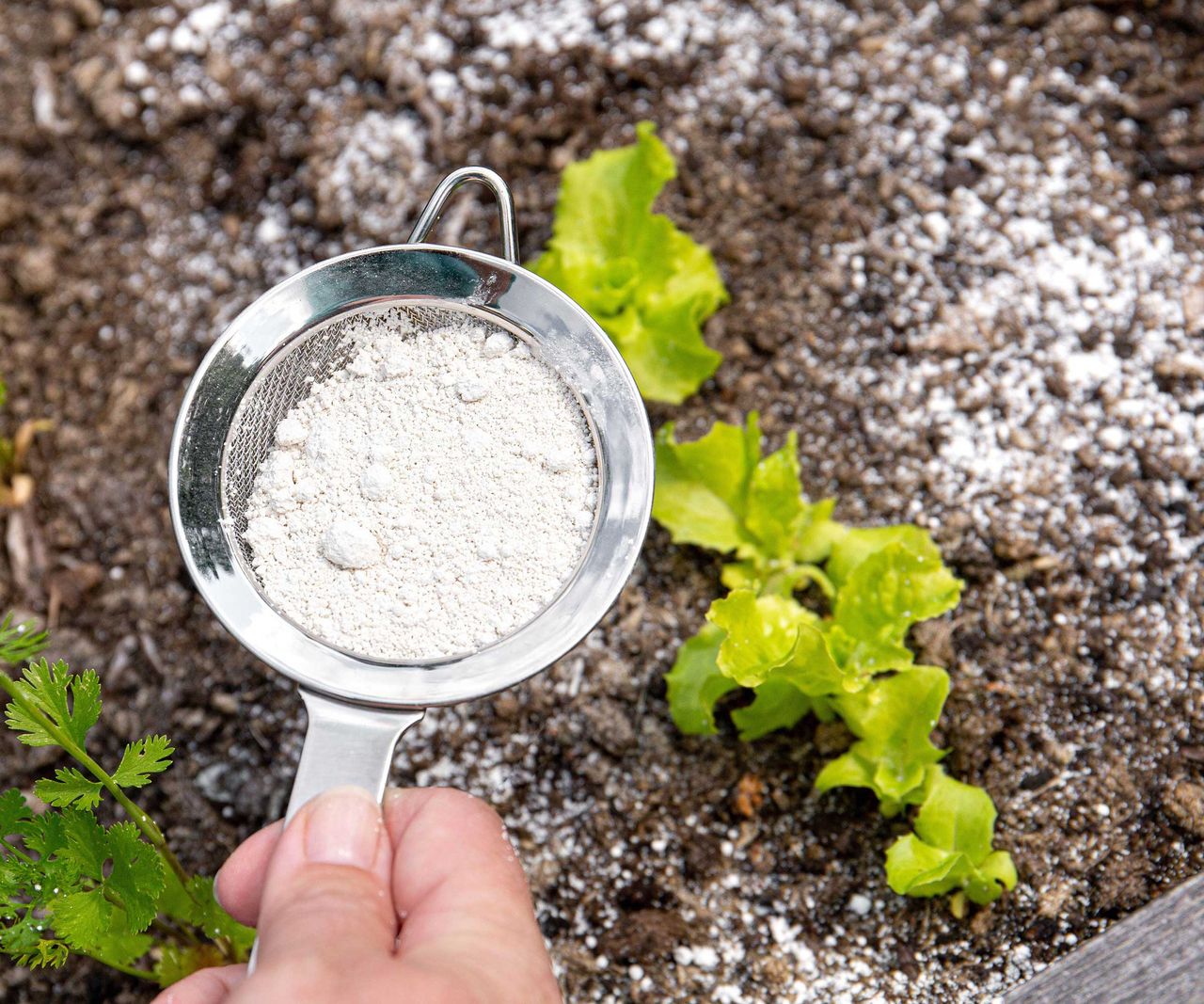 Diatomaceous earth how to use it as a garden pest control Homes & Gardens