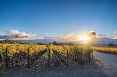 Vineyard scene in Livermore Valley, California.
