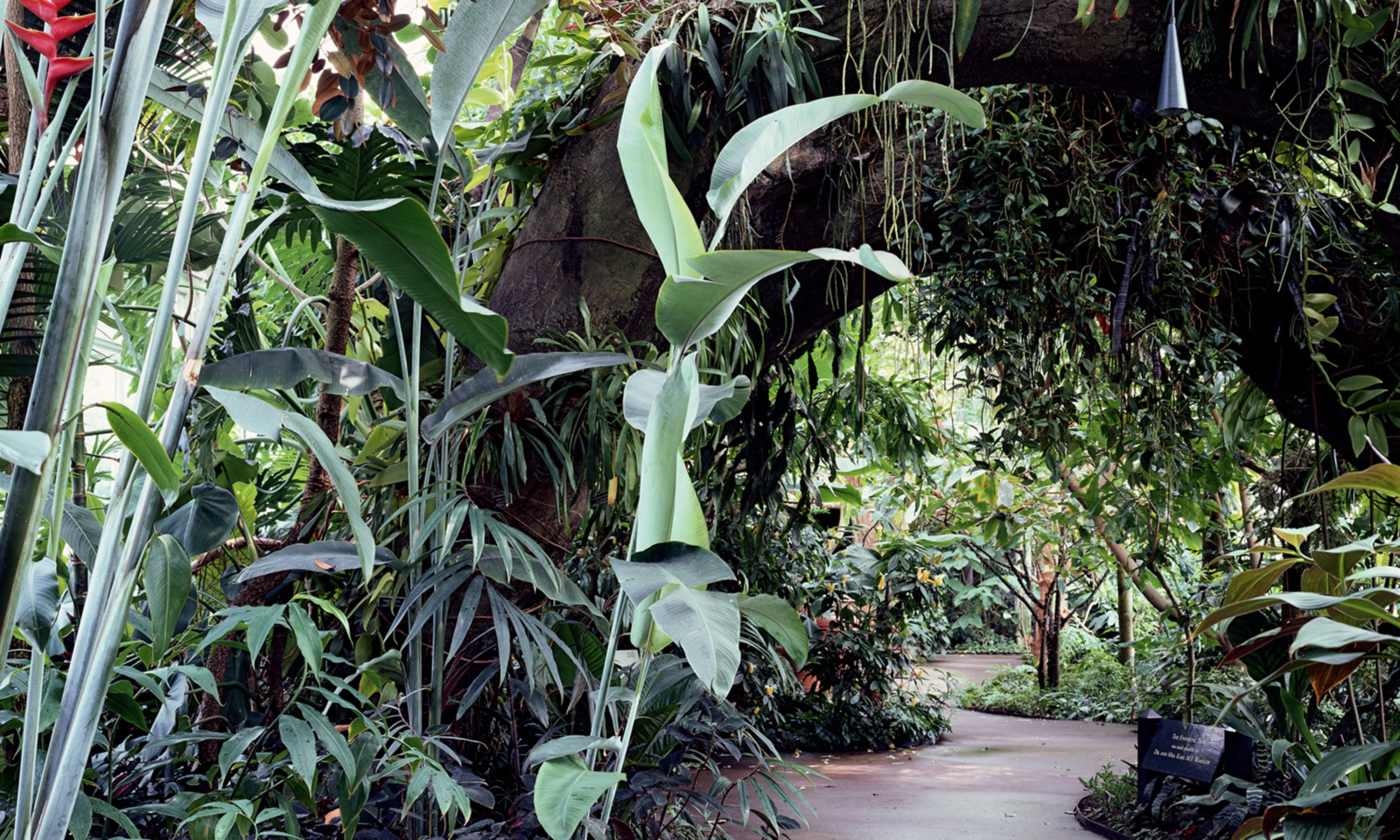 The New York Botanical Garden, Lowland Tropical Rainforest, Conservatory