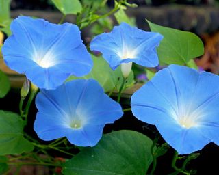 blue flowers of Morning Glory (Ipomoea ‘Heavenly Blue’)