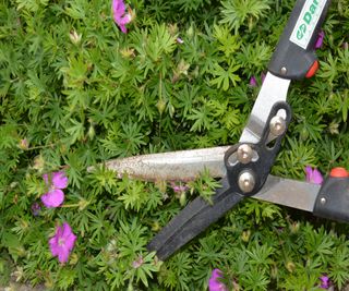 Cutting back and deadheading hardy geranium