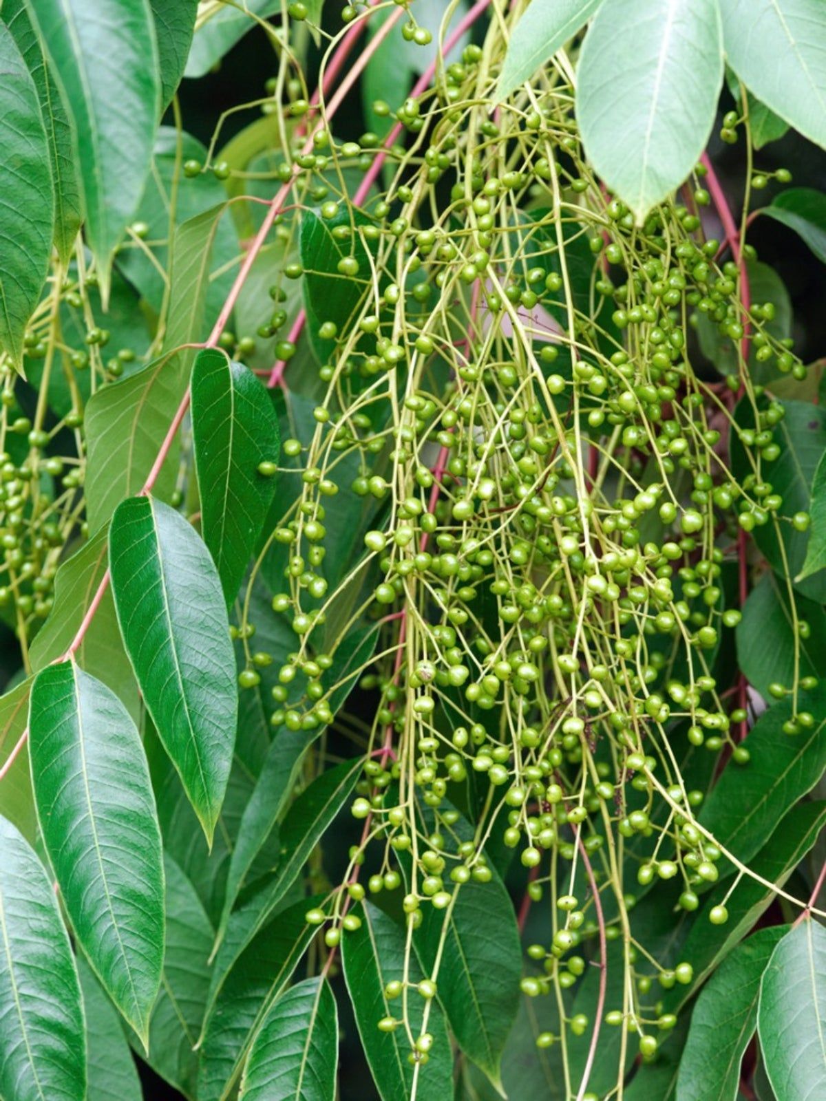 Close Up Of A Lacquer Tree