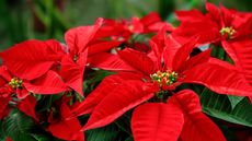 Red poinsettia blooms