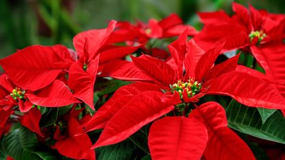 Red poinsettia blooms