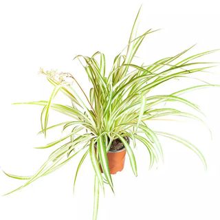 You Garden Spider Plant