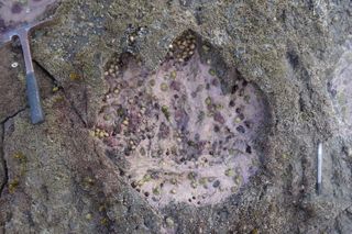 Dinosaur track