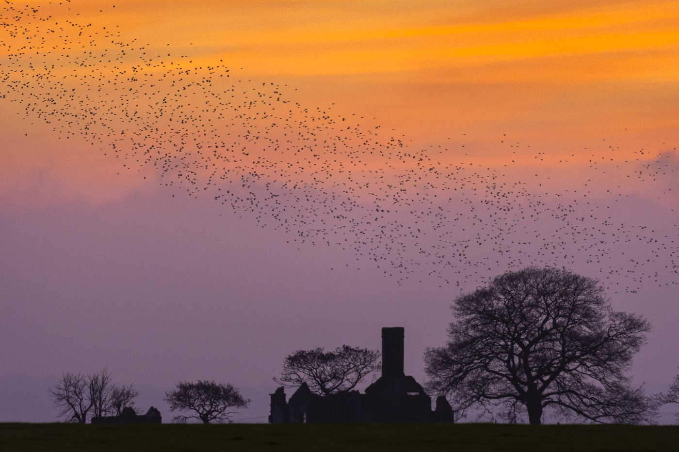 A vast starling murmuration swirling over the silhouetted ruins of a building and bare trees at sunset.