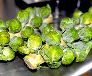 Brussels sprouts harvested on stalks