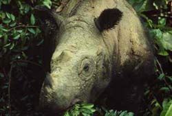 Sumatran rhinoceros in Sumatra, Indonesia.