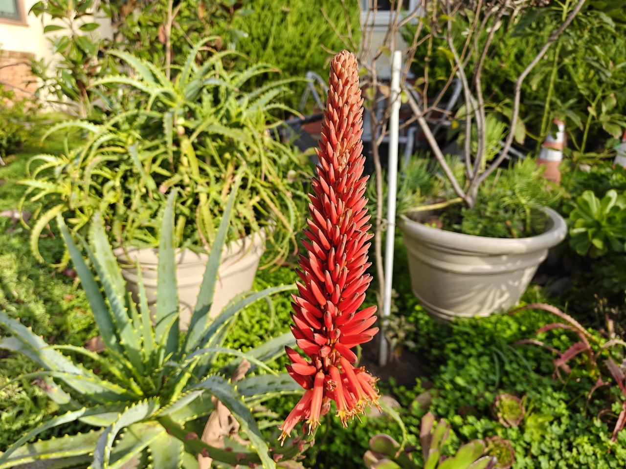 Photo of candelabra aloe shot by OnePlus 13R
