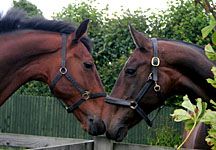 horse_trust.jpg