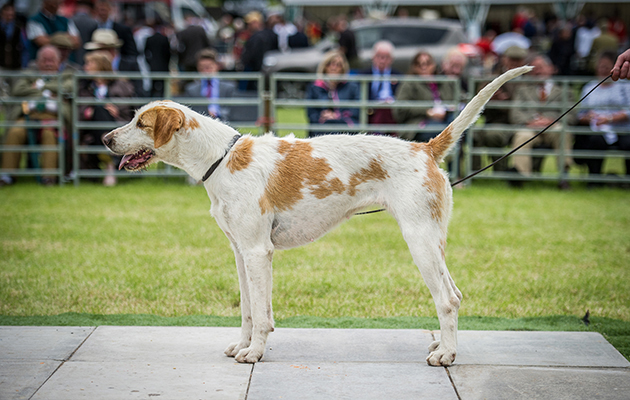 Bicester Hunt with Whaddon Chase Hazard 14 — winner of the restricted entered bitch hound class