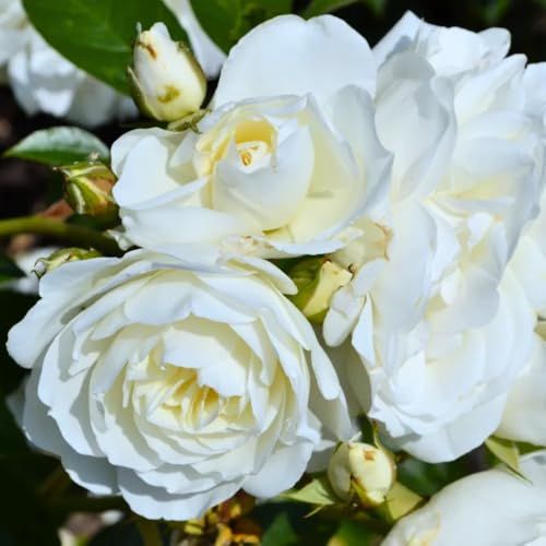Rose Bush Live Plant, Hybrid Tea Rose Plant Live, 5-9 Inch Tall, Fragrant Flowers Tree, Well-Rooted 1 Year Old, No Pot (white Rose)