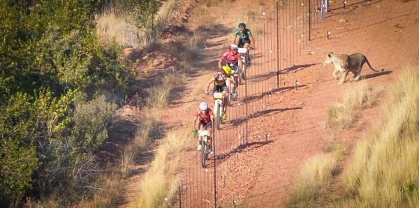A lioness charges at a group of riders, giving them the fright of their lives.