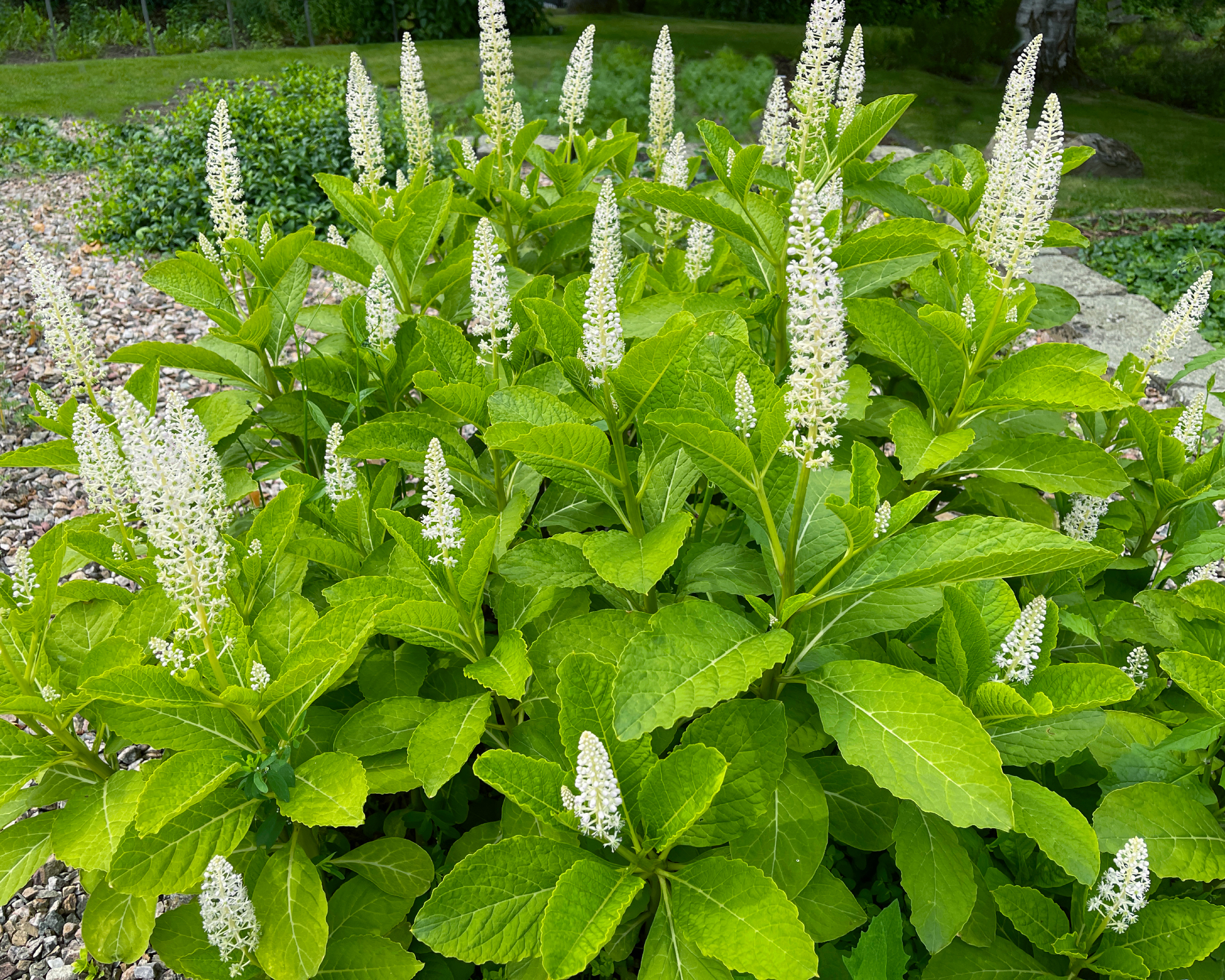 Blooming pokeweed plant in garden