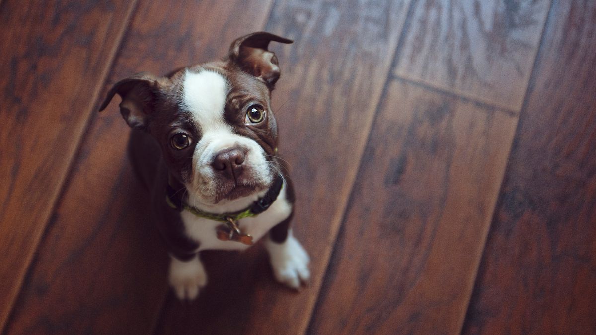 Puppy sitting down staring up at the camera