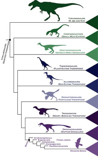 Dinosaur family tree depicting the origin of birds.