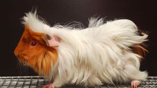 Guinea pig with very long hair