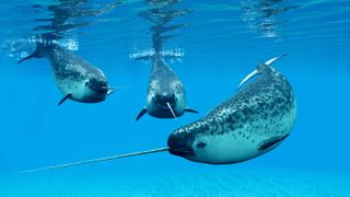 Narwhal