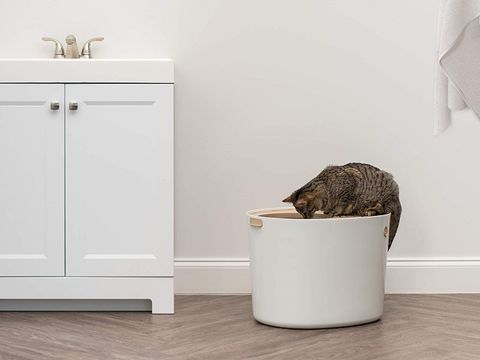 Best litter box for multiple cats