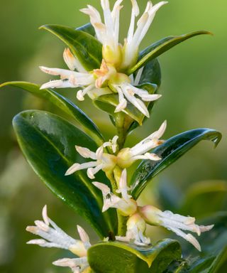 weet box (saracococca confusa) flowers