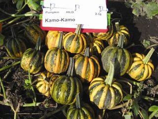 small Kamo Kamo pumpkins