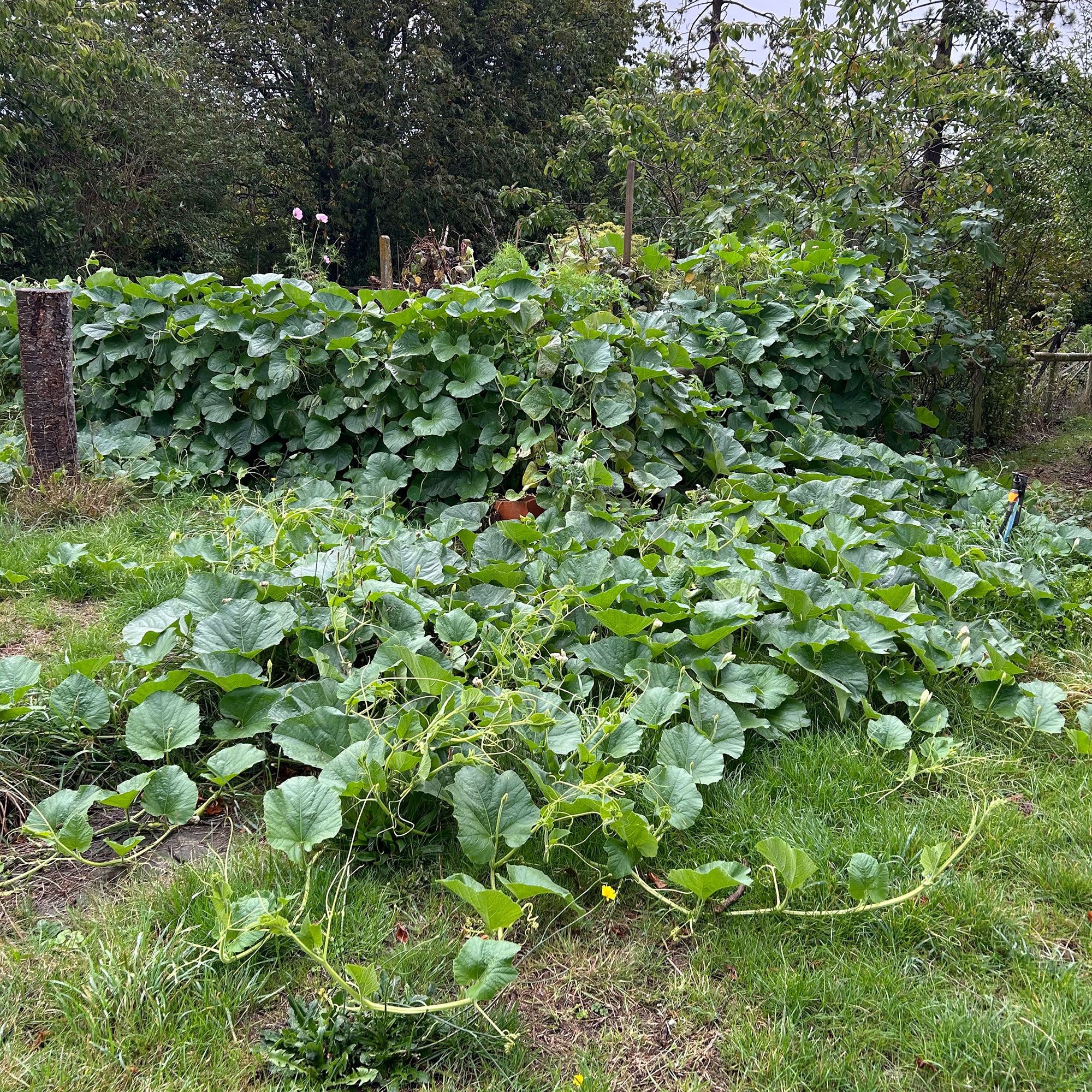 Overgown trailing squash leaves coming out from vegetable plot in garden